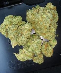 Alternative view of Mimosa Strain