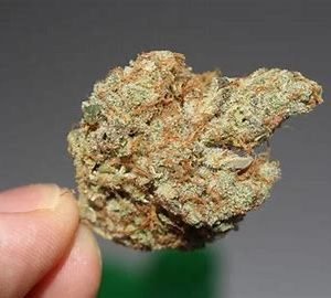 Where to Buy Weed Online Australia Buy Weed Online In Bendigo. One of the most uplifting strains available. It helps manage anxiety, depression.