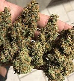 Alternative view of OG Kush Strain