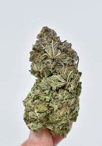 Alternative view of Blueberry Kush Strain