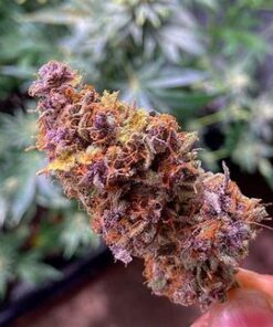 Alternative view of Purple Punch Strain