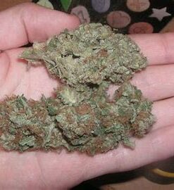 Where to Buy Cannabis Online Hobart Buy Weed Online Australia. Its known for its relaxing effects, making it an excellent choice for stress relief and pain.