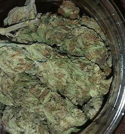 Alternative view of Gorilla Glue Strain