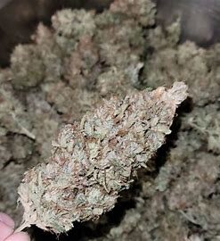 Buy Weed Online In Gold Coast Buy Cannabis Online Australia. A burst of euphoria and energy breaks through stimulating both conversation and creativity.