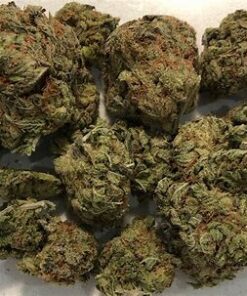 Alternative view of Purple Haze Strain