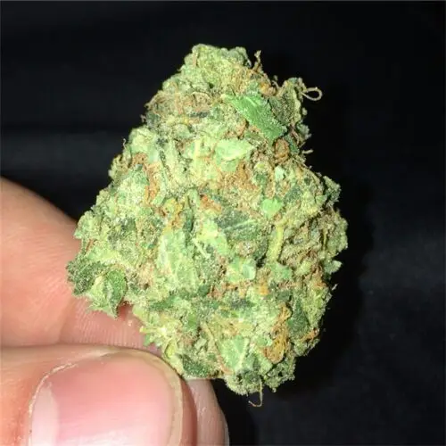 Buy AK-47 Strain in Australia