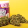 Durban Poison strain in Australia